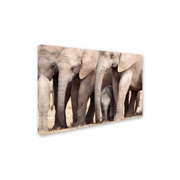 Robert Harding Picture Library 'Elephants In Desert' Canvas Art,16x24